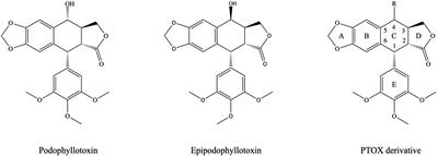 Insight Into the Molecular Mechanism of Podophyllotoxin Derivatives as Anticancer Drugs
